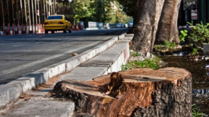 هشدار درباره «اپیدمی شدن» قطع درختان کهنسال پایتخت؛ شهرداری تهران تکذیب می‌کند